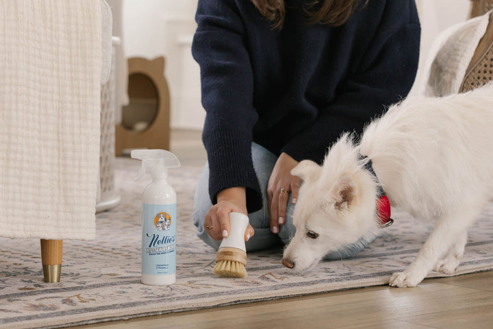 Cleaning a carpet stain with Nellie's Pet Stain Remover.
